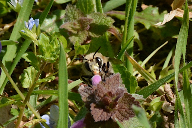 Apidae: Bombo? No, forse Anthophora sp.